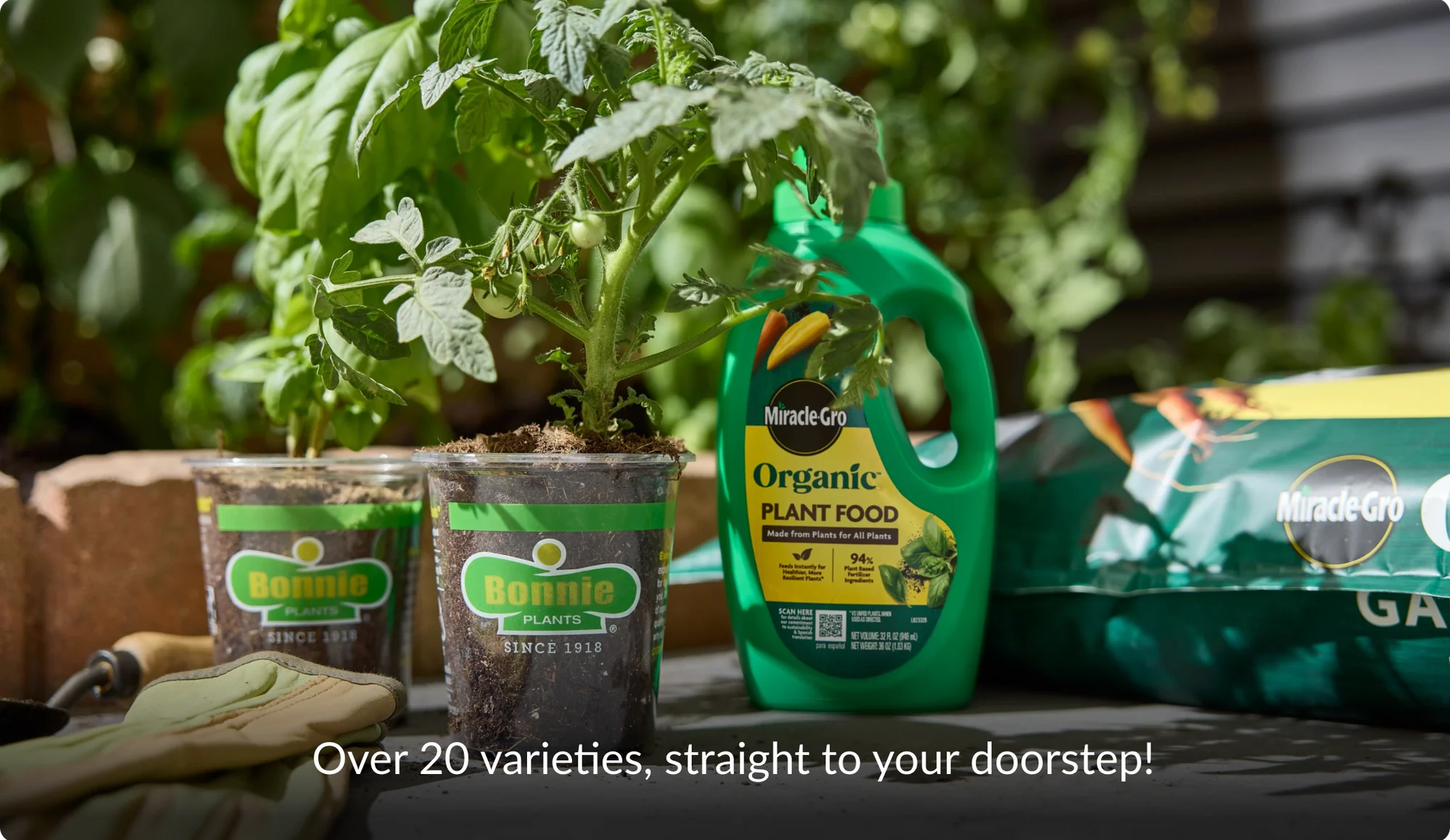 Grow Your Own Fresh Harvest